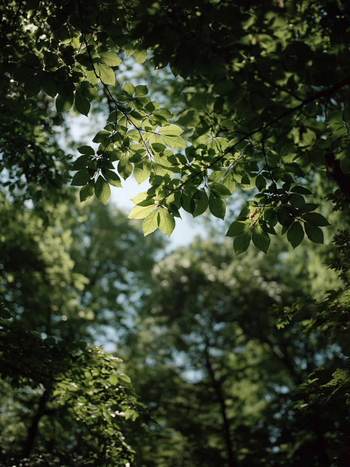 Fresh young leaves framing a blue sky